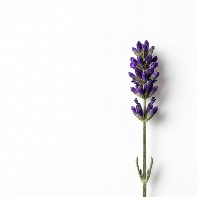 Minimalist Lavender