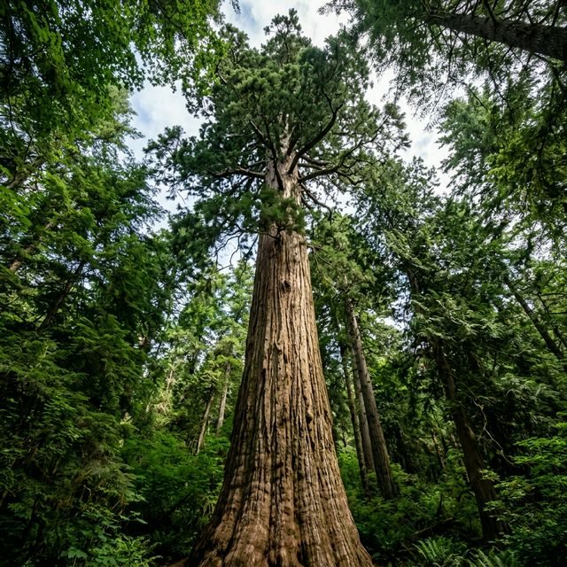 Towering Trunk